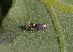 Coptodisca quercicolella