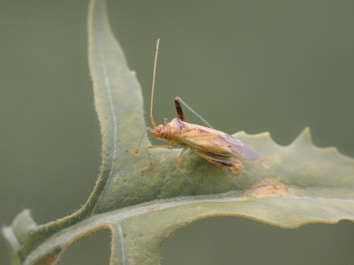 Creontiades dilutus