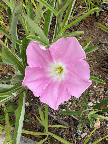Hairy Bindweed