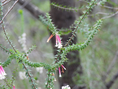 Epacris longiflora, photograph 3