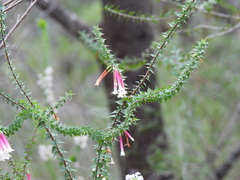Epacris longiflora, photograph (c) Sid Miller, some rights reserved (CC BY)