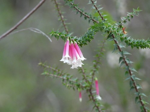 Epacris longiflora, photograph 1