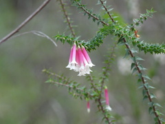 Epacris longiflora, photograph (c) Sid Miller, some rights reserved (CC BY)
