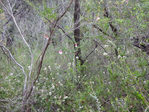 Epacris longiflora, photograph 2