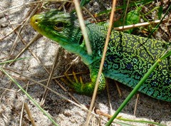 Timon lepidus ibericus