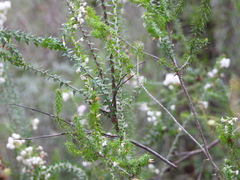 Epacris longiflora, photograph (c) Sid Miller, some rights reserved (CC BY)