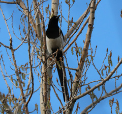 Pica hudsonia