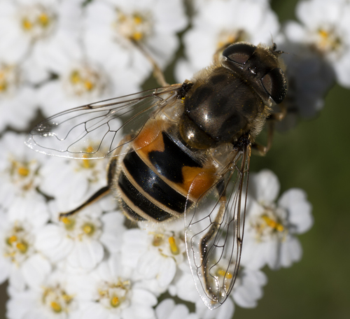 Eurasian Drone Fly