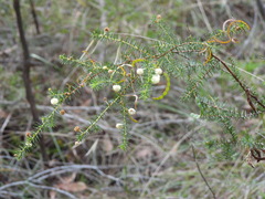 (c) Sid Miller, some rights reserved (CC BY) Acacia ulicifolia, photograph (c) Sid Miller, some rights reserved (CC BY)