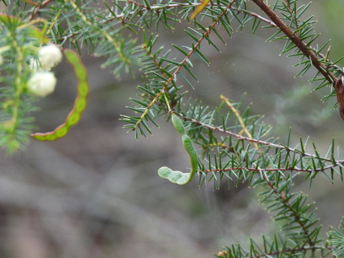 Acacia ulicifolia, photograph 5