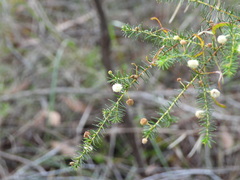 Acacia ulicifolia, photograph (c) Sid Miller, some rights reserved (CC BY)