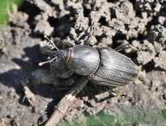 Sphenophorus striatopunctatus