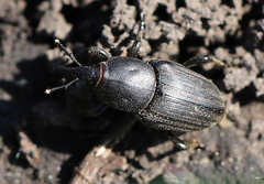 Sphenophorus striatopunctatus