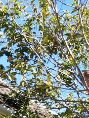Coliidae