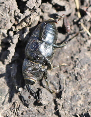 Sphenophorus striatopunctatus
