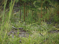 Crithagra scotops scotops