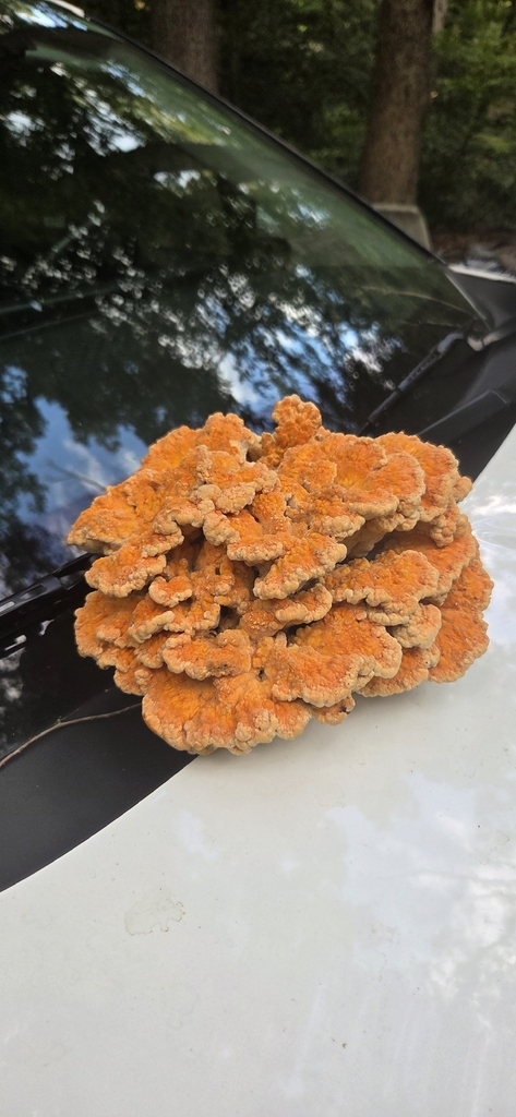 chicken of the woods · August 2026 · photo: Photo: (c) Antonia Bookbinder, some rights reserved (CC BY-SA) · iNaturalist