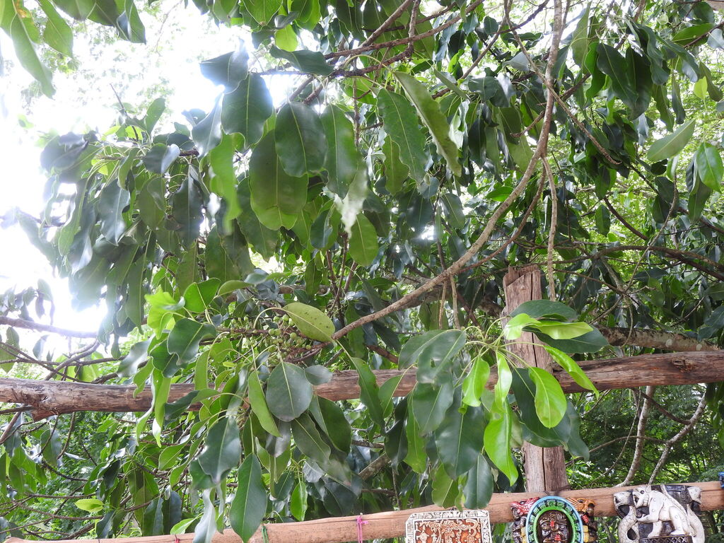 Sideroxylon foetidissimum; photograph (c) Alexis López Hernández, some rights reserved (CC BY)