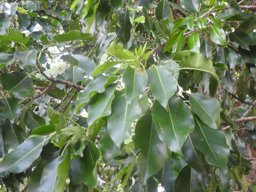 Sideroxylon foetidissimum, photograph 4