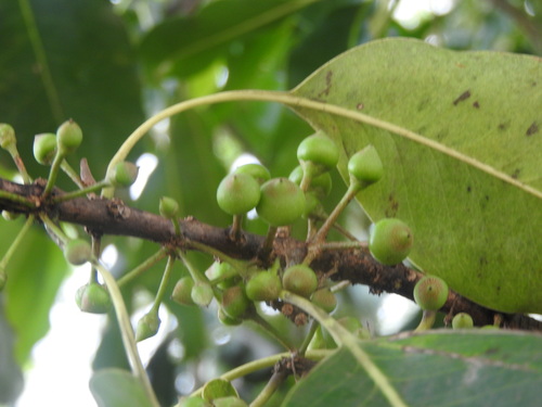 Sideroxylon foetidissimum, photograph 6