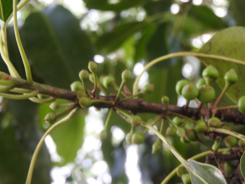 Sideroxylon foetidissimum, photograph 2