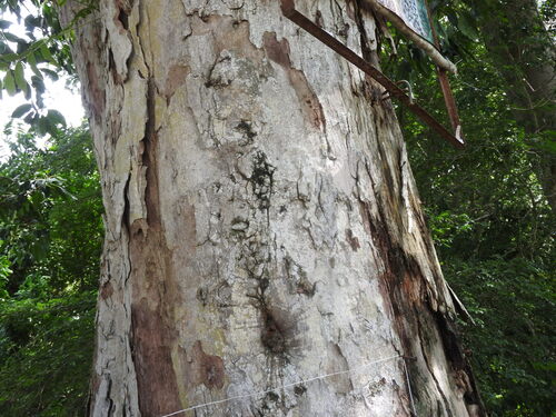 Sideroxylon foetidissimum, photograph 1