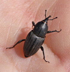 Sphenophorus striatopunctatus