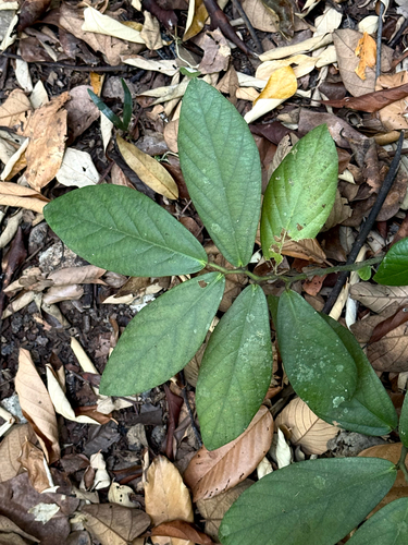 Thottea grandiflora observed 2026-08-25