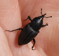 Sphenophorus striatopunctatus