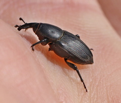 Sphenophorus striatopunctatus