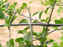 Pisonia aculeata, photograph (c) Alexis López Hernández, some rights reserved (CC BY)