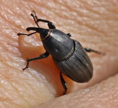 Sphenophorus striatopunctatus
