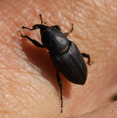 Sphenophorus striatopunctatus