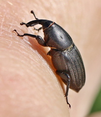 Sphenophorus striatopunctatus