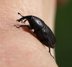 Sphenophorus striatopunctatus