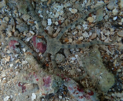 Ophioplocus imbricatus observed 2026-07-15