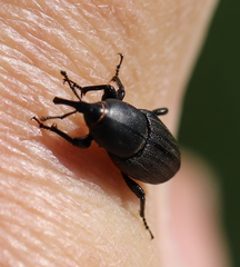Sphenophorus striatopunctatus
