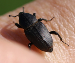Sphenophorus striatopunctatus