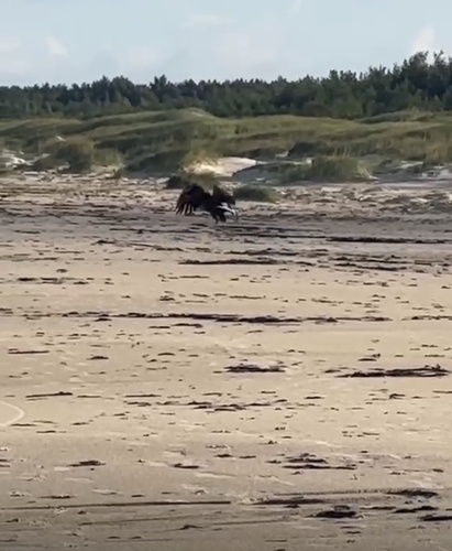 White-tailed Eagle