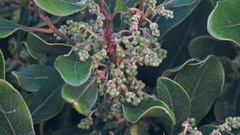 Euclea natalensis obovata