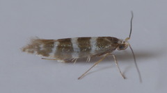 Argyresthia trifasciata