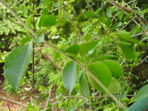 Pisonia aculeata