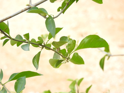 Pisonia aculeata, photograph 2
