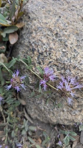 Monardella linoides observed 2026-08-23