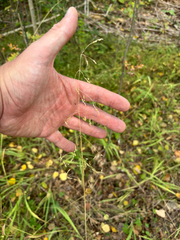 Milium effusum