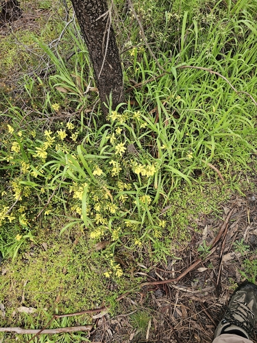 Acacia oxycedrus, photograph 5