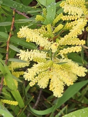 Acacia oxycedrus, photograph (c) Michael McBain, some rights reserved (CC BY)