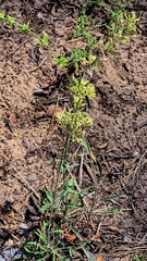 Silene borysthenica