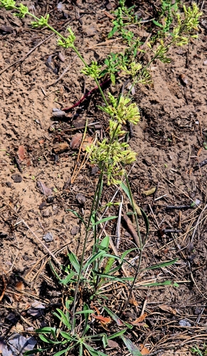 Silene borysthenica, photograph 2