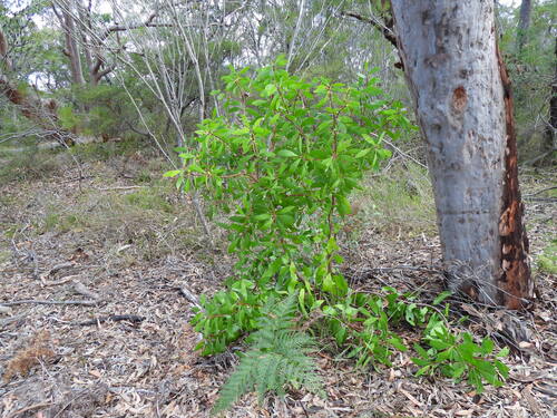 Persoonia levis, photograph 3